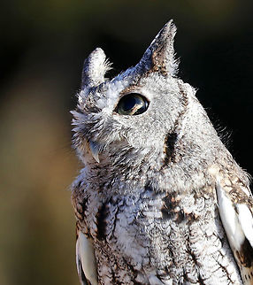 Eastern Screech Owl - Megascops asio This is Ash. He was found on the side of the road after being hit by a car. He is blind and deaf on his left side as a result of the accident and cannot be released back into the wild. Ash lives in Connecticut where he is an educational ambassador for Christine’s Critters, which is a non-profit group that rehabilitates birds of prey.
https://www.jungledragon.com/image/90251/eastern_screech_owl_-_megascops_asio.html
https://www.jungledragon.com/image/90252/eastern_screech_owl_-_megascops_asio.html Eastern Screech Owl,Geotagged,Megascops asio,United States,Winter,captive animal,owl