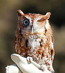 Eastern Screech Owl - Megascops asio Ember is a red-phased eastern screech owl who was hit by a car and lost her left eye as a result. She is not releasable and lives in Connecticut where she is an educational ambassador for Christine’s Critters, which is a non-profit group that rehabilitates birds of prey. <br />
https://www.jungledragon.com/image/90256/eastern_screech_owl_-_megascops_asio.html<br />
https://www.jungledragon.com/image/90255/eastern_screech_owl_-_megascops_asio.html Eastern Screech Owl,Geotagged,Megascops asio,United States,Winter,captive animal,owl