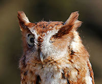 Eastern Screech Owl - Megascops asio Ember is a red-phased eastern screech owl who was hit by a car and lost her left eye as a result. She is not releasable and lives in Connecticut where she is an educational ambassador for Christine’s Critters, which is a non-profit group that rehabilitates birds of prey.<br />
https://www.jungledragon.com/image/90256/eastern_screech_owl_-_megascops_asio.html<br />
https://www.jungledragon.com/image/90254/eastern_screech_owl_-_megascops_asio.html Eastern Screech Owl,Geotagged,Megascops asio,United States,Winter,captive animal,owl