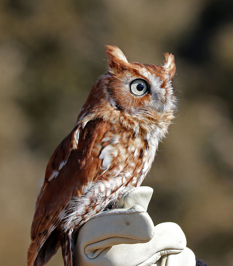 Eastern Screech Owl - Megascops asio Ember is a red-phased eastern screech owl who was hit by a car and lost her left eye as a result. She is not releasable and lives in Connecticut where she is an educational ambassador for Christine&rsquo;s Critters, which is a non-profit group that rehabilitates birds of prey.<br />
<figure class="photo"><a href="https://www.jungledragon.com/image/90254/eastern_screech_owl_-_megascops_asio.html" title="Eastern Screech Owl - Megascops asio"><img src="https://s3.amazonaws.com/media.jungledragon.com/images/3232/90254_thumb.jpg?AWSAccessKeyId=05GMT0V3GWVNE7GGM1R2&Expires=1769040010&Signature=6HXo%2FozQoJVy7tgan8p7%2Fx6O9gg%3D" width="136" height="152" alt="Eastern Screech Owl - Megascops asio Ember is a red-phased eastern screech owl who was hit by a car and lost her left eye as a result. She is not releasable and lives in Connecticut where she is an educational ambassador for Christine&rsquo;s Critters, which is a non-profit group that rehabilitates birds of prey. <br />
https://www.jungledragon.com/image/90256/eastern_screech_owl_-_megascops_asio.html<br />
https://www.jungledragon.com/image/90255/eastern_screech_owl_-_megascops_asio.html Eastern Screech Owl,Geotagged,Megascops asio,United States,Winter,captive animal,owl" /></a></figure><br />
<figure class="photo"><a href="https://www.jungledragon.com/image/90255/eastern_screech_owl_-_megascops_asio.html" title="Eastern Screech Owl - Megascops asio"><img src="https://s3.amazonaws.com/media.jungledragon.com/images/3232/90255_thumb.jpg?AWSAccessKeyId=05GMT0V3GWVNE7GGM1R2&Expires=1769040010&Signature=QtqGiDefO9HaeDSNgEKnaRADIpE%3D" width="200" height="166" alt="Eastern Screech Owl - Megascops asio Ember is a red-phased eastern screech owl who was hit by a car and lost her left eye as a result. She is not releasable and lives in Connecticut where she is an educational ambassador for Christine&rsquo;s Critters, which is a non-profit group that rehabilitates birds of prey.<br />
https://www.jungledragon.com/image/90256/eastern_screech_owl_-_megascops_asio.html<br />
https://www.jungledragon.com/image/90254/eastern_screech_owl_-_megascops_asio.html Eastern Screech Owl,Geotagged,Megascops asio,United States,Winter,captive animal,owl" /></a></figure> Eastern Screech Owl,Geotagged,Megascops asio,United States,Winter,captive animal,owl