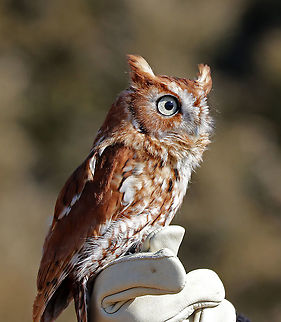 Eastern Screech Owl - Megascops asio Ember is a red-phased eastern screech owl who was hit by a car and lost her left eye as a result. She is not releasable and lives in Connecticut where she is an educational ambassador for Christine&rsquo;s Critters, which is a non-profit group that rehabilitates birds of prey.
https://www.jungledragon.com/image/90254/eastern_screech_owl_-_megascops_asio.html
https://www.jungledragon.com/image/90255/eastern_screech_owl_-_megascops_asio.html Eastern Screech Owl,Geotagged,Megascops asio,United States,Winter,captive animal,owl