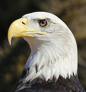 Bald Eagle - Haliaeetus leucocephalus Meet Aurora. She's a female bald eagle that had been hit by a truck in Missouri. Afterwards, she was found wading in the Mississippi River by boaters. The wildlife police rescued her and she was sent to rehabilitation. She suffered from radius, ulna, and metacarpal fractures, which make it impossible for her to extend her left wing and fly. So, she is sadly not releasable. Aurora now lives in Connecticut where she is an educational ambassador for Christine’s Critters, which is a non-profit group that rehabilitates birds of prey.
https://www.jungledragon.com/image/90250/bald_eagle_-_haliaeetus_leucocephalus.html Bald Eagle,Geotagged,Haliaeetus leucocephalus,United States,Winter,captive animal,eagle
