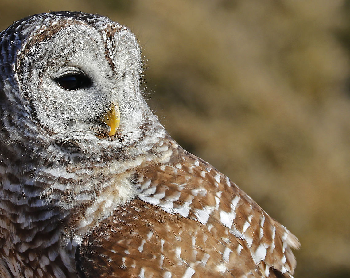 Barred Owl - Strix varia This is Willow. She&#039;s a female barred owl who had been hit by a car while hunting along a road. She ended up with radius and ulna fractures, and despite receiving amazing care at Tufts University Wildlife Clinic, her wing could not be fully fixed. She is now an educational ambassador for Christine&rsquo;s Critters, which is a non-profit group that rehabilitates birds of prey. Barred Owl,Geotagged,Strix,Strix varia,United States,Winter,captive animal,owl