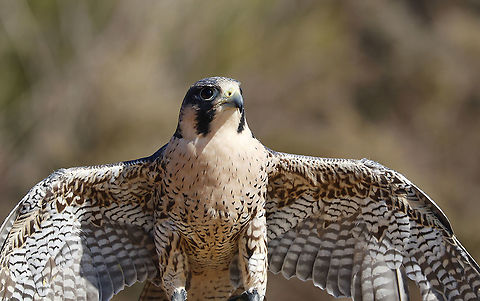 Peregrine Falcon - Falco peregrinus Meet Solstice. He's a peregrine falcon that was found on the ground after being hit by a car. He suffered from a fractured wrist, and despite expert medical care from an avian vet, the wing could not be set properly for him to be able to fly.  His coloring is very pale, and it is likely that he is a tundra peregrine from further north, injured during migration. He cannot be released into the wild and is now an educational ambassador for Christine’s Critters, which is a non-profit group that rehabilitates birds of prey.

The peregrine falcon was absent from Connecticut for at least 50 years. It was listed in 1992 as an endangered species on Connecticut's Endangered Species List. It was reclassified as a threatened species in 2010. 
https://www.jungledragon.com/image/90290/peregrine_falcon_-_falco_peregrinus.html
https://www.jungledragon.com/image/90289/peregrine_falcon_-_falco_peregrinus.html Falco,Falco peregrinus,Geotagged,Peregrine Falcon,United States,Winter,captive animal,falcon