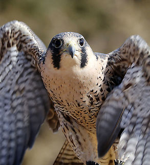 Peregrine Falcon - Falco peregrinus Meet Solstice. He's a peregrine falcon that was found on the ground after being hit by a car. He suffered from a fractured wrist, and despite expert medical care from an avian vet, the wing could not be set properly for him to be able to fly. His coloring is very pale, and it is likely that he is a tundra peregrine from further north, injured during migration. He cannot be released into the wild and is now an educational ambassador for Christine’s Critters, which is a non-profit group that rehabilitates birds of prey.

The peregrine falcon was absent from Connecticut for at least 50 years. It was listed in 1992 as an endangered species on Connecticut's Endangered Species List. It was reclassified as a threatened species in 2010.
https://www.jungledragon.com/image/90288/peregrine_falcon_-_falco_peregrinus.html
https://www.jungledragon.com/image/90290/peregrine_falcon_-_falco_peregrinus.html Falco,Falco peregrinus,Geotagged,Peregrine Falcon,United States,Winter,captive animal