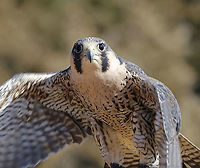 Peregrine Falcon - Falco peregrinus Meet Solstice. He's a peregrine falcon that was found on the ground after being hit by a car. He suffered from a fractured wrist, and despite expert medical care from an avian vet, the wing could not be set properly for him to be able to fly. His coloring is very pale, and it is likely that he is a tundra peregrine from further north, injured during migration. He cannot be released into the wild and is now an educational ambassador for Christine’s Critters, which is a non-profit group that rehabilitates birds of prey.<br />
<br />
The peregrine falcon was absent from Connecticut for at least 50 years. It was listed in 1992 as an endangered species on Connecticut's Endangered Species List. It was reclassified as a threatened species in 2010.<br />
https://www.jungledragon.com/image/90288/peregrine_falcon_-_falco_peregrinus.html<br />
https://www.jungledragon.com/image/90289/peregrine_falcon_-_falco_peregrinus.html Falco peregrinus,Geotagged,Peregrine Falcon,United States,Winter,captive animal,falco