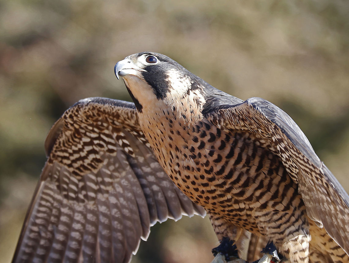 Peregrine Falcon - Falco peregrinus This falcon's name is Equinox. She was found grounded from unknown causes in summer of 2018.  She suffers from neurological damage, most likely from being hit by a car.  Due to her limitations, she cannot be released into the wild and is now an educational ambassador for Christine&rsquo;s Critters, which is a non-profit group that rehabilitates birds of prey.<br />
<br />
The peregrine falcon was absent from Connecticut for at least 50 years. It was listed in 1992 as an endangered species on Connecticut's Endangered Species List. It was reclassified as a threatened species in 2010.<br />
<br />
**In this photo, she was looking up at a bald eagle that was circling overhead**<br />
<figure class="photo"><a href="https://www.jungledragon.com/image/90298/peregrine_falcon_-_falco_peregrinus.html" title="Peregrine Falcon - Falco peregrinus"><img src="https://s3.amazonaws.com/media.jungledragon.com/images/3232/90298_thumb.jpg?AWSAccessKeyId=05GMT0V3GWVNE7GGM1R2&Expires=1769040010&Signature=NeKZ1uYaooLPyPJ3mA%2FLEW28JNw%3D" width="200" height="162" alt="Peregrine Falcon - Falco peregrinus This falcon's name is Equinox. She was found grounded from unknown causes in summer of 2018. She suffers from neurological damage, most likely from being hit by a car. Due to her limitations, she cannot be released into the wild and is now an educational ambassador for Christine&rsquo;s Critters, which is a non-profit group that rehabilitates birds of prey.<br />
<br />
The peregrine falcon was absent from Connecticut for at least 50 years. It was listed in 1992 as an endangered species on Connecticut's Endangered Species List. It was reclassified as a threatened species in 2010.<br />
https://www.jungledragon.com/image/90297/peregrine_falcon_-_falco_peregrinus.html Falco peregrinus,Geotagged,Peregrine Falcon,United States,Winter,captive animal,falco" /></a></figure> Falco peregrinus,Geotagged,Peregrine Falcon,United States,Winter,captive animal,falcon