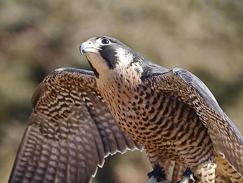 Peregrine Falcon - Falco peregrinus This falcon's name is Equinox. She was found grounded from unknown causes in summer of 2018.  She suffers from neurological damage, most likely from being hit by a car.  Due to her limitations, she cannot be released into the wild and is now an educational ambassador for Christine’s Critters, which is a non-profit group that rehabilitates birds of prey.

The peregrine falcon was absent from Connecticut for at least 50 years. It was listed in 1992 as an endangered species on Connecticut's Endangered Species List. It was reclassified as a threatened species in 2010.

**In this photo, she was looking up at a bald eagle that was circling overhead**
https://www.jungledragon.com/image/90298/peregrine_falcon_-_falco_peregrinus.html Falco peregrinus,Geotagged,Peregrine Falcon,United States,Winter,captive animal,falcon