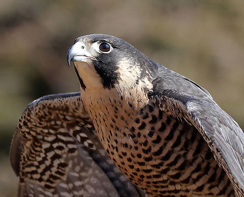 Peregrine Falcon - Falco peregrinus This falcon's name is Equinox. She was found grounded from unknown causes in summer of 2018. She suffers from neurological damage, most likely from being hit by a car. Due to her limitations, she cannot be released into the wild and is now an educational ambassador for Christine&rsquo;s Critters, which is a non-profit group that rehabilitates birds of prey.

The peregrine falcon was absent from Connecticut for at least 50 years. It was listed in 1992 as an endangered species on Connecticut's Endangered Species List. It was reclassified as a threatened species in 2010.
https://www.jungledragon.com/image/90297/peregrine_falcon_-_falco_peregrinus.html Falco peregrinus,Geotagged,Peregrine Falcon,United States,Winter,captive animal,falco