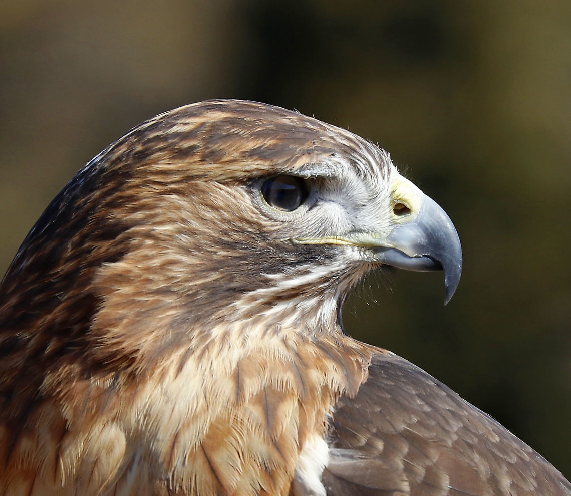 Red-tailed Hawk - Buteo jamaicensis This is Amelia. She's a Red-tailed Hawk that was found on the ground after falling out of her nest. She ended up with a maggot infestation in her ear canal. The maggots ate through her ear canal and into her eye socket, which caused permanent hearing and sight loss!<br />
<br />
Due to her limitations, she cannot be released into the wild and is now an educational ambassador for Christine&rsquo;s Critters, which is a non-profit group that rehabilitates birds of prey.<br />
<figure class="photo"><a href="https://www.jungledragon.com/image/90320/red-tailed_hawk_-_buteo_jamaicensis.html" title="Red-tailed Hawk - Buteo jamaicensis"><img src="https://s3.amazonaws.com/media.jungledragon.com/images/3232/90320_thumb.jpg?AWSAccessKeyId=05GMT0V3GWVNE7GGM1R2&Expires=1770854410&Signature=JZGmNmSDZu3WSsSeAHA6kChf5Cg%3D" width="200" height="150" alt="Red-tailed Hawk - Buteo jamaicensis This is Amelia. She's a Red-tailed Hawk that was found on the ground after falling out of her nest. She ended up with a maggot infestation in her ear canal. The maggots ate through her ear canal and into her eye socket, which caused permanent hearing and sight loss!<br />
<br />
Due to her limitations, she cannot be released into the wild and is now an educational ambassador for Christine&rsquo;s Critters, which is a non-profit group that rehabilitates birds of prey.<br />
https://www.jungledragon.com/image/90319/red-tailed_hawk_-_buteo_jamaicensis.html<br />
https://www.jungledragon.com/image/90318/red-tailed_hawk_-_buteo_jamaicensis.html<br />
https://www.jungledragon.com/image/90317/red-tailed_hawk_-_buteo_jamaicensis.html Buteo jamaicensis,Geotagged,Red-tailed hawk,United States,Winter" /></a></figure><br />
<figure class="photo"><a href="https://www.jungledragon.com/image/90319/red-tailed_hawk_-_buteo_jamaicensis.html" title="Red-tailed Hawk - Buteo jamaicensis"><img src="https://s3.amazonaws.com/media.jungledragon.com/images/3232/90319_thumb.jpg?AWSAccessKeyId=05GMT0V3GWVNE7GGM1R2&Expires=1770854410&Signature=dR2HZPsGIp%2FGjBqWWG%2B4nSsRDOw%3D" width="200" height="166" alt="Red-tailed Hawk - Buteo jamaicensis This is Amelia. She's a Red-tailed Hawk that was found on the ground after falling out of her nest. She ended up with a maggot infestation in her ear canal. The maggots ate through her ear canal and into her eye socket, which caused permanent hearing and sight loss!<br />
<br />
Due to her limitations, she cannot be released into the wild and is now an educational ambassador for Christine&rsquo;s Critters, which is a non-profit group that rehabilitates birds of prey.<br />
https://www.jungledragon.com/image/90320/red-tailed_hawk_-_buteo_jamaicensis.html<br />
https://www.jungledragon.com/image/90318/red-tailed_hawk_-_buteo_jamaicensis.html<br />
https://www.jungledragon.com/image/90317/red-tailed_hawk_-_buteo_jamaicensis.html<br />
 Buteo jamaicensis,Geotagged,Red-tailed hawk,United States,Winter" /></a></figure><br />
<figure class="photo"><a href="https://www.jungledragon.com/image/90318/red-tailed_hawk_-_buteo_jamaicensis.html" title="Red-tailed Hawk - Buteo jamaicensis"><img src="https://s3.amazonaws.com/media.jungledragon.com/images/3232/90318_thumb.jpg?AWSAccessKeyId=05GMT0V3GWVNE7GGM1R2&Expires=1770854410&Signature=V3EZnCkqK7AyRzkvHrGAuv6PfDs%3D" width="126" height="152" alt="Red-tailed Hawk - Buteo jamaicensis This is Amelia. She's a Red-tailed Hawk that was found on the ground after falling out of her nest. She ended up with a maggot infestation in her ear canal. The maggots ate through her ear canal and into her eye socket, which caused permanent hearing and sight loss!<br />
<br />
Due to her limitations, she cannot be released into the wild and is now an educational ambassador for Christine&rsquo;s Critters, which is a non-profit group that rehabilitates birds of prey.<br />
https://www.jungledragon.com/image/90320/red-tailed_hawk_-_buteo_jamaicensis.html<br />
https://www.jungledragon.com/image/90319/red-tailed_hawk_-_buteo_jamaicensis.html<br />
https://www.jungledragon.com/image/90317/red-tailed_hawk_-_buteo_jamaicensis.html Buteo jamaicensis,Geotagged,Red-tailed hawk,United States,Winter" /></a></figure> Buteo jamaicensis,Geotagged,Red-tailed hawk,United States,Winter,buteo,captive animal,hawk