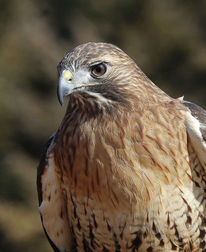 Red-tailed Hawk - Buteo jamaicensis This is Amelia. She's a Red-tailed Hawk that was found on the ground after falling out of her nest. She ended up with a maggot infestation in her ear canal. The maggots ate through her ear canal and into her eye socket, which caused permanent hearing and sight loss!<br />
<br />
Due to her limitations, she cannot be released into the wild and is now an educational ambassador for Christine&rsquo;s Critters, which is a non-profit group that rehabilitates birds of prey.<br />
<figure class="photo"><a href="https://www.jungledragon.com/image/90320/red-tailed_hawk_-_buteo_jamaicensis.html" title="Red-tailed Hawk - Buteo jamaicensis"><img src="https://s3.amazonaws.com/media.jungledragon.com/images/3232/90320_thumb.jpg?AWSAccessKeyId=05GMT0V3GWVNE7GGM1R2&Expires=1770854410&Signature=JZGmNmSDZu3WSsSeAHA6kChf5Cg%3D" width="200" height="150" alt="Red-tailed Hawk - Buteo jamaicensis This is Amelia. She's a Red-tailed Hawk that was found on the ground after falling out of her nest. She ended up with a maggot infestation in her ear canal. The maggots ate through her ear canal and into her eye socket, which caused permanent hearing and sight loss!<br />
<br />
Due to her limitations, she cannot be released into the wild and is now an educational ambassador for Christine&rsquo;s Critters, which is a non-profit group that rehabilitates birds of prey.<br />
https://www.jungledragon.com/image/90319/red-tailed_hawk_-_buteo_jamaicensis.html<br />
https://www.jungledragon.com/image/90318/red-tailed_hawk_-_buteo_jamaicensis.html<br />
https://www.jungledragon.com/image/90317/red-tailed_hawk_-_buteo_jamaicensis.html Buteo jamaicensis,Geotagged,Red-tailed hawk,United States,Winter" /></a></figure><br />
<figure class="photo"><a href="https://www.jungledragon.com/image/90319/red-tailed_hawk_-_buteo_jamaicensis.html" title="Red-tailed Hawk - Buteo jamaicensis"><img src="https://s3.amazonaws.com/media.jungledragon.com/images/3232/90319_thumb.jpg?AWSAccessKeyId=05GMT0V3GWVNE7GGM1R2&Expires=1770854410&Signature=dR2HZPsGIp%2FGjBqWWG%2B4nSsRDOw%3D" width="200" height="166" alt="Red-tailed Hawk - Buteo jamaicensis This is Amelia. She's a Red-tailed Hawk that was found on the ground after falling out of her nest. She ended up with a maggot infestation in her ear canal. The maggots ate through her ear canal and into her eye socket, which caused permanent hearing and sight loss!<br />
<br />
Due to her limitations, she cannot be released into the wild and is now an educational ambassador for Christine&rsquo;s Critters, which is a non-profit group that rehabilitates birds of prey.<br />
https://www.jungledragon.com/image/90320/red-tailed_hawk_-_buteo_jamaicensis.html<br />
https://www.jungledragon.com/image/90318/red-tailed_hawk_-_buteo_jamaicensis.html<br />
https://www.jungledragon.com/image/90317/red-tailed_hawk_-_buteo_jamaicensis.html<br />
 Buteo jamaicensis,Geotagged,Red-tailed hawk,United States,Winter" /></a></figure><br />
<figure class="photo"><a href="https://www.jungledragon.com/image/90317/red-tailed_hawk_-_buteo_jamaicensis.html" title="Red-tailed Hawk - Buteo jamaicensis"><img src="https://s3.amazonaws.com/media.jungledragon.com/images/3232/90317_thumb.jpg?AWSAccessKeyId=05GMT0V3GWVNE7GGM1R2&Expires=1770854410&Signature=r5L3994Vhwke%2BoHIkwHB7ogAlDQ%3D" width="200" height="174" alt="Red-tailed Hawk - Buteo jamaicensis This is Amelia. She's a Red-tailed Hawk that was found on the ground after falling out of her nest. She ended up with a maggot infestation in her ear canal. The maggots ate through her ear canal and into her eye socket, which caused permanent hearing and sight loss!<br />
<br />
Due to her limitations, she cannot be released into the wild and is now an educational ambassador for Christine&rsquo;s Critters, which is a non-profit group that rehabilitates birds of prey.<br />
https://www.jungledragon.com/image/90320/red-tailed_hawk_-_buteo_jamaicensis.html<br />
https://www.jungledragon.com/image/90319/red-tailed_hawk_-_buteo_jamaicensis.html<br />
https://www.jungledragon.com/image/90318/red-tailed_hawk_-_buteo_jamaicensis.html Buteo jamaicensis,Geotagged,Red-tailed hawk,United States,Winter,buteo,captive animal,hawk" /></a></figure> Buteo jamaicensis,Geotagged,Red-tailed hawk,United States,Winter