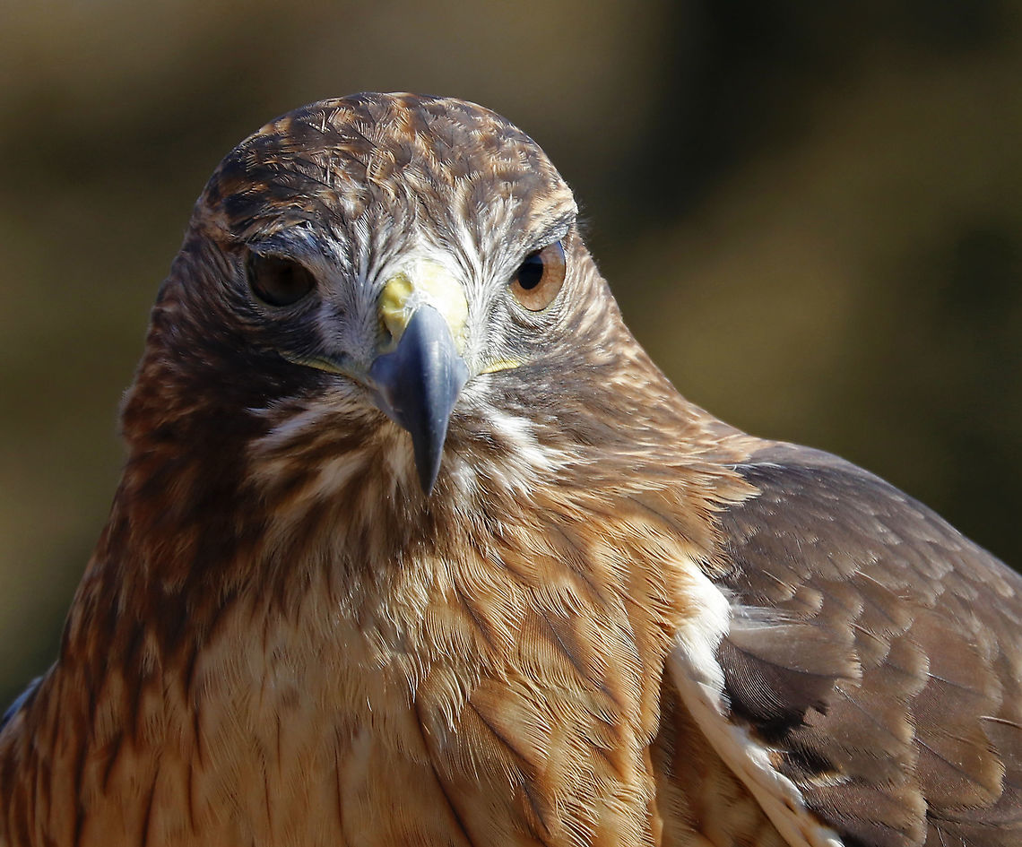 Red-tailed Hawk - Buteo jamaicensis This is Amelia. She's a Red-tailed Hawk that was found on the ground after falling out of her nest. She ended up with a maggot infestation in her ear canal. The maggots ate through her ear canal and into her eye socket, which caused permanent hearing and sight loss!<br />
<br />
Due to her limitations, she cannot be released into the wild and is now an educational ambassador for Christine&rsquo;s Critters, which is a non-profit group that rehabilitates birds of prey.<br />
<figure class="photo"><a href="https://www.jungledragon.com/image/90320/red-tailed_hawk_-_buteo_jamaicensis.html" title="Red-tailed Hawk - Buteo jamaicensis"><img src="https://s3.amazonaws.com/media.jungledragon.com/images/3232/90320_thumb.jpg?AWSAccessKeyId=05GMT0V3GWVNE7GGM1R2&Expires=1770854410&Signature=JZGmNmSDZu3WSsSeAHA6kChf5Cg%3D" width="200" height="150" alt="Red-tailed Hawk - Buteo jamaicensis This is Amelia. She's a Red-tailed Hawk that was found on the ground after falling out of her nest. She ended up with a maggot infestation in her ear canal. The maggots ate through her ear canal and into her eye socket, which caused permanent hearing and sight loss!<br />
<br />
Due to her limitations, she cannot be released into the wild and is now an educational ambassador for Christine&rsquo;s Critters, which is a non-profit group that rehabilitates birds of prey.<br />
https://www.jungledragon.com/image/90319/red-tailed_hawk_-_buteo_jamaicensis.html<br />
https://www.jungledragon.com/image/90318/red-tailed_hawk_-_buteo_jamaicensis.html<br />
https://www.jungledragon.com/image/90317/red-tailed_hawk_-_buteo_jamaicensis.html Buteo jamaicensis,Geotagged,Red-tailed hawk,United States,Winter" /></a></figure><br />
<figure class="photo"><a href="https://www.jungledragon.com/image/90318/red-tailed_hawk_-_buteo_jamaicensis.html" title="Red-tailed Hawk - Buteo jamaicensis"><img src="https://s3.amazonaws.com/media.jungledragon.com/images/3232/90318_thumb.jpg?AWSAccessKeyId=05GMT0V3GWVNE7GGM1R2&Expires=1770854410&Signature=V3EZnCkqK7AyRzkvHrGAuv6PfDs%3D" width="126" height="152" alt="Red-tailed Hawk - Buteo jamaicensis This is Amelia. She's a Red-tailed Hawk that was found on the ground after falling out of her nest. She ended up with a maggot infestation in her ear canal. The maggots ate through her ear canal and into her eye socket, which caused permanent hearing and sight loss!<br />
<br />
Due to her limitations, she cannot be released into the wild and is now an educational ambassador for Christine&rsquo;s Critters, which is a non-profit group that rehabilitates birds of prey.<br />
https://www.jungledragon.com/image/90320/red-tailed_hawk_-_buteo_jamaicensis.html<br />
https://www.jungledragon.com/image/90319/red-tailed_hawk_-_buteo_jamaicensis.html<br />
https://www.jungledragon.com/image/90317/red-tailed_hawk_-_buteo_jamaicensis.html Buteo jamaicensis,Geotagged,Red-tailed hawk,United States,Winter" /></a></figure><br />
<figure class="photo"><a href="https://www.jungledragon.com/image/90317/red-tailed_hawk_-_buteo_jamaicensis.html" title="Red-tailed Hawk - Buteo jamaicensis"><img src="https://s3.amazonaws.com/media.jungledragon.com/images/3232/90317_thumb.jpg?AWSAccessKeyId=05GMT0V3GWVNE7GGM1R2&Expires=1770854410&Signature=r5L3994Vhwke%2BoHIkwHB7ogAlDQ%3D" width="200" height="174" alt="Red-tailed Hawk - Buteo jamaicensis This is Amelia. She's a Red-tailed Hawk that was found on the ground after falling out of her nest. She ended up with a maggot infestation in her ear canal. The maggots ate through her ear canal and into her eye socket, which caused permanent hearing and sight loss!<br />
<br />
Due to her limitations, she cannot be released into the wild and is now an educational ambassador for Christine&rsquo;s Critters, which is a non-profit group that rehabilitates birds of prey.<br />
https://www.jungledragon.com/image/90320/red-tailed_hawk_-_buteo_jamaicensis.html<br />
https://www.jungledragon.com/image/90319/red-tailed_hawk_-_buteo_jamaicensis.html<br />
https://www.jungledragon.com/image/90318/red-tailed_hawk_-_buteo_jamaicensis.html Buteo jamaicensis,Geotagged,Red-tailed hawk,United States,Winter,buteo,captive animal,hawk" /></a></figure><br />
 Buteo jamaicensis,Geotagged,Red-tailed hawk,United States,Winter