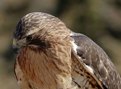 Red-tailed Hawk - Buteo jamaicensis This is Amelia. She's a Red-tailed Hawk that was found on the ground after falling out of her nest. She ended up with a maggot infestation in her ear canal. The maggots ate through her ear canal and into her eye socket, which caused permanent hearing and sight loss!

Due to her limitations, she cannot be released into the wild and is now an educational ambassador for Christine&rsquo;s Critters, which is a non-profit group that rehabilitates birds of prey.
https://www.jungledragon.com/image/90319/red-tailed_hawk_-_buteo_jamaicensis.html
https://www.jungledragon.com/image/90318/red-tailed_hawk_-_buteo_jamaicensis.html
https://www.jungledragon.com/image/90317/red-tailed_hawk_-_buteo_jamaicensis.html Buteo jamaicensis,Geotagged,Red-tailed hawk,United States,Winter