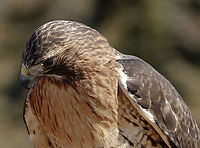 Red-tailed Hawk - Buteo jamaicensis This is Amelia. She's a Red-tailed Hawk that was found on the ground after falling out of her nest. She ended up with a maggot infestation in her ear canal. The maggots ate through her ear canal and into her eye socket, which caused permanent hearing and sight loss!<br />
<br />
Due to her limitations, she cannot be released into the wild and is now an educational ambassador for Christine&rsquo;s Critters, which is a non-profit group that rehabilitates birds of prey.<br />
https://www.jungledragon.com/image/90319/red-tailed_hawk_-_buteo_jamaicensis.html<br />
https://www.jungledragon.com/image/90318/red-tailed_hawk_-_buteo_jamaicensis.html<br />
https://www.jungledragon.com/image/90317/red-tailed_hawk_-_buteo_jamaicensis.html Buteo jamaicensis,Geotagged,Red-tailed hawk,United States,Winter