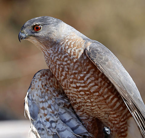 Cooper's Hawk - Accipiter cooperii This is Archer. He sustained a permanent wing injury after flying into a window. 

He cannot be released into the wild, and is now an educational ambassador for Christine’s Critters, which is a non-profit group that rehabilitates birds of prey. Accipiter,Accipiter cooperii,Coopers Hawk,Geotagged,United States,Winter,captive animal,hawk