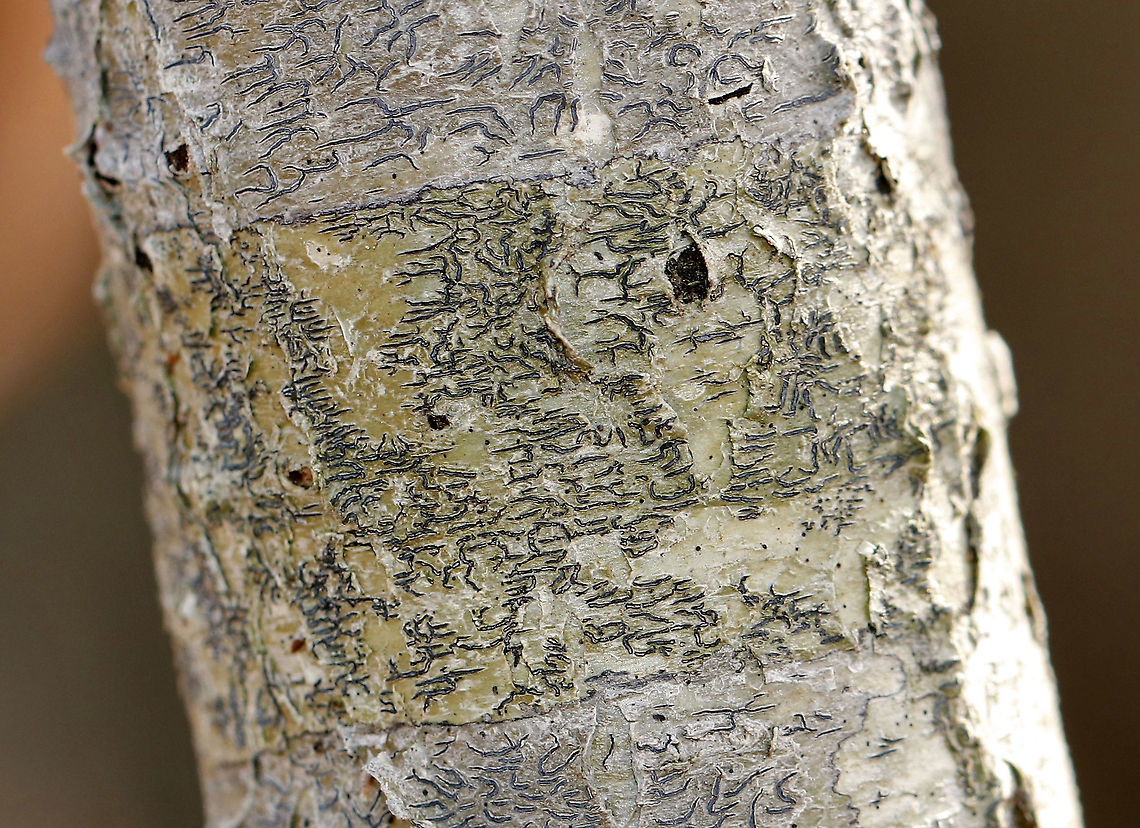 Phaeographis inusta Habitat: Hardwood tree Geotagged,Phaeographis inusta,United States,Winter,lichen,script lichen