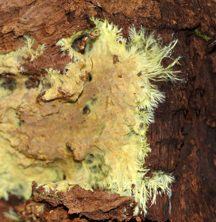 Xenasmatella vaga Habitat: Rotting wood Geotagged,Summer,United States,Xenasmatella vaga