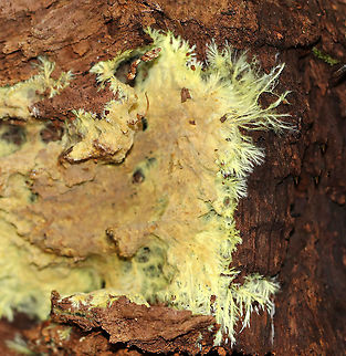 Xenasmatella vaga Habitat: Rotting wood Geotagged,Summer,United States,Xenasmatella vaga