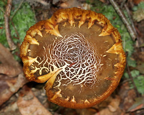 Xanthoconium affine Habitat: Pond edge in a mixed forest
https://www.jungledragon.com/image/90329/xanthoconium_affine.html Geotagged,Summer,United States,Xanthoconium,Xanthoconium affine,bolete,mushroom