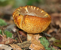 Xanthoconium affine Habitat: Pond edge in a mixed forest<br />
https://www.jungledragon.com/image/90328/xanthoconium_affine.html Geotagged,Summer,United States,Xanthoconium affine