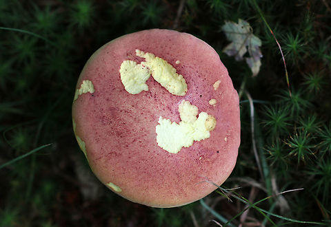 Two-colored Bolete - Baorangia bicolor Habitat: Growing in moss in a mixed forest Baorangia,Baorangia bicolor,Baorangia bicolor var. subreticulatus,Geotagged,Summer,Two-colored Bolete,United States,bolete