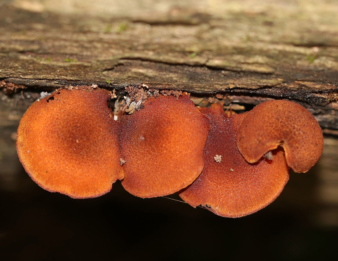 Pholiota granulosa Habitat: Rotting wood Geotagged,Pholiota,Pholiota granulosa,Summer,United States