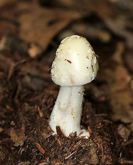 Brown star-footed Amanita - Amanita brunnescens This mushroom was had a  cream-colored cap with scattered warts. The gills were free, white, and crowded. The stem had a skirt-like ring and ended in basal bulb that was "chiseled" or split vertically in one or more places.

Habitat: Mixed forest with mostly oak and eastern hemlock Amanita brunnescens,Brown star-footed Amanita,Geotagged,Summer,United States,amanita