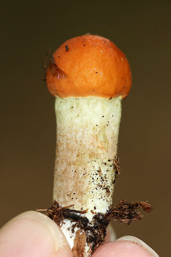 Leccinum longicurvipes This little cutie had an insect&#039;s wing stuck to its cap.<br />
<br />
Habitat: Deciduous forest Geotagged,Leccinum,Leccinum Longicurvipes,Leccinum longicurvipes,Summer,United States,mushroom