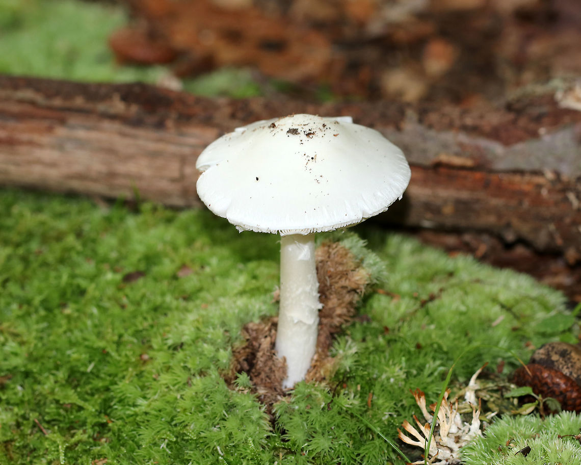 Destroying Angel - Amanita bisporigera A very deadly mushroom!<br />
<br />
Habitat: Deciduous forest Amanita bisporigera,Amanita sect. Phalloideae,Eastern North American destroying angel,Geotagged,Summer,United States,amanita,destroying angel