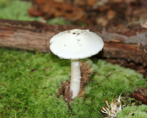 Destroying Angel - Amanita bisporigera A very deadly mushroom!

Habitat: Deciduous forest Amanita bisporigera,Amanita sect. Phalloideae,Eastern North American destroying angel,Geotagged,Summer,United States,amanita,destroying angel
