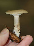 Mushroom - Lactarius sp. Habitat: This mushroom was growing out of an acorn (Quercus sp.) cap! Deciduous forest.<br />
https://www.jungledragon.com/image/90407/mushroom_-_lactarius_sp.html<br />
https://www.jungledragon.com/image/90406/mushroom_-_lactarius_sp.html Geotagged,Summer,United States,lactarius,milk cap,mushroom