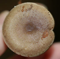 Mushroom - Lactarius sp. Habitat: This mushroom was growing out of an acorn (Quercus sp.) cap! Deciduous forest.<br />
https://www.jungledragon.com/image/90405/mushroom_-_lactarius_sp.html<br />
https://www.jungledragon.com/image/90407/mushroom_-_lactarius_sp.html Geotagged,Summer,United States,lactarius,milk cap,mushroom