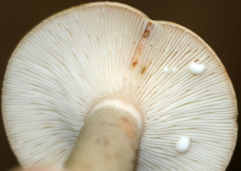 Mushroom - Lactarius sp. Habitat: This mushroom was growing out of an acorn (Quercus sp.) cap! Deciduous forest.
https://www.jungledragon.com/image/90405/mushroom_-_lactarius_sp.html
https://www.jungledragon.com/image/90406/mushroom_-_lactarius_sp.html Geotagged,Summer,United States,lactarius,mushroom