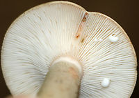 Mushroom - Lactarius sp. Habitat: This mushroom was growing out of an acorn (Quercus sp.) cap! Deciduous forest.<br />
https://www.jungledragon.com/image/90405/mushroom_-_lactarius_sp.html<br />
https://www.jungledragon.com/image/90406/mushroom_-_lactarius_sp.html Geotagged,Summer,United States,lactarius,mushroom