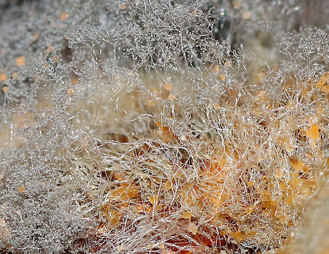Syzygites megalocarpus Isn't this beautiful?! 

Syzygites megalocarpus is a mold that parasitizes mushrooms. It colonizes their surfaces with fuzz that becomes blue or gray as it develops. Unlike some species that completely engulf their victims, transforming them beyond recognition, Syzygites megalocarpus usually leaves its victim recognizable. 

It felt like fluffy, yet slimy hair. 

Habitat: Deciduous forest
https://www.jungledragon.com/image/90408/syzygites_megalocarpus.html Geotagged,Summer,Syzygites,Syzygites megalocarpus,United States,mold,parasitic mold