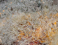 Syzygites megalocarpus Isn't this beautiful?! <br />
<br />
Syzygites megalocarpus is a mold that parasitizes mushrooms. It colonizes their surfaces with fuzz that becomes blue or gray as it develops. Unlike some species that completely engulf their victims, transforming them beyond recognition, Syzygites megalocarpus usually leaves its victim recognizable. <br />
<br />
It felt like fluffy, yet slimy hair. <br />
<br />
Habitat: Deciduous forest<br />
https://www.jungledragon.com/image/90408/syzygites_megalocarpus.html Geotagged,Summer,Syzygites,Syzygites megalocarpus,United States,mold,parasitic mold