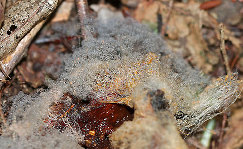 Syzygites megalocarpus Isn't this beautiful?!

Syzygites megalocarpus is a mold that parasitizes mushrooms. It colonizes their surfaces with fuzz that becomes blue or gray as it develops. Unlike some species that completely engulf their victims, transforming them beyond recognition, Syzygites megalocarpus usually leaves its victim recognizable.

It felt like fluffy, yet slimy hair.

Habitat: Deciduous forest
https://www.jungledragon.com/image/90408/syzygites_megalocarpus.html Geotagged,Summer,Syzygites megalocarpus,United States