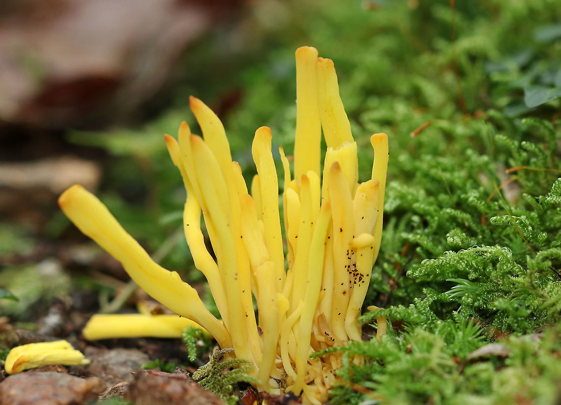 Golden Spindles - Clavulinopsis fusiformis Bright yellow, cylindrical, unbranched fruiting bodies.<br />
<br />
Habitat: Growing in moss; deciduous forest Clavulinopsis fusiformis,Geotagged,Golden spindles,Summer,United States