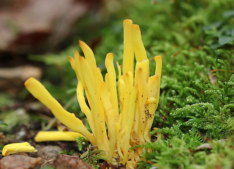 Golden Spindles - Clavulinopsis fusiformis Bright yellow, cylindrical, unbranched fruiting bodies.

Habitat: Growing in moss; deciduous forest Clavulinopsis fusiformis,Geotagged,Golden spindles,Summer,United States