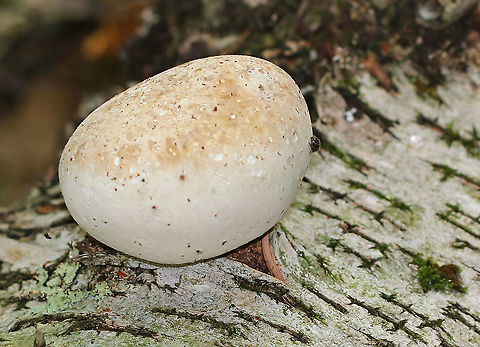 Fomes excavatus This fungus is always growing on these same logs. It's fun to watch how it grows and changes year after year.

Habitat: Rotting yellow birch logs in a mixed forest Fomes excavatus,Geotagged,Summer,United States,fomes