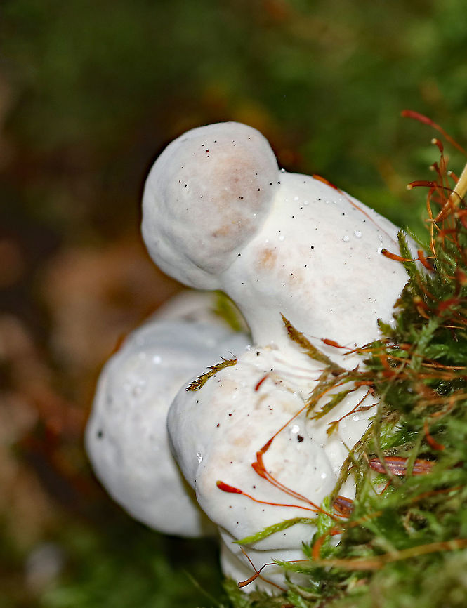 Parasitic Fungus - Hypomyces chrysospermus A very manly fungus. This is definitely an R-rated mushroom.<br />
<br />
This fungus begins by infecting the mushroom&#039;s pores as a white, powdery mold. It quickly spreads across the mushroom, sometimes engulfing it entirely and distorting its growth.<br />
<br />
Habitat: Deciduous forest Amanita,Bolete eater,Geotagged,Hypomyces,Hypomyces chrysospermus,Hypomyces hyalinus,Summer,United States,fungus,parasitic fungus