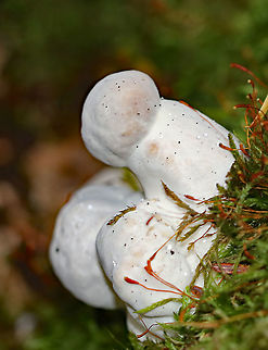 Parasitic Fungus - Hypomyces chrysospermus A very manly fungus. This is definitely an R-rated mushroom.

This fungus begins by infecting the mushroom's pores as a white, powdery mold. It quickly spreads across the mushroom, sometimes engulfing it entirely and distorting its growth.

Habitat: Deciduous forest Amanita,Bolete eater,Geotagged,Hypomyces,Hypomyces chrysospermus,Hypomyces hyalinus,Summer,United States,fungus,parasitic fungus