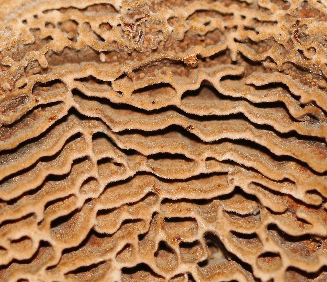 Coltricia montagnei A first for me!<br />
<br />
The gills for this species are concentrically arranged and totally cool!<br />
<br />
Habitat: Growing on the ground, at the base of tree roots in a mixed forest.<br />
<figure class="photo"><a href="https://www.jungledragon.com/image/90450/coltricia_montagnei.html" title="Coltricia montagnei"><img src="https://s3.amazonaws.com/media.jungledragon.com/images/3232/90450_thumb.jpg?AWSAccessKeyId=05GMT0V3GWVNE7GGM1R2&Expires=1767225610&Signature=%2B3JDoeBZUfCrHdfXuPbr0KuJNqM%3D" width="200" height="164" alt="Coltricia montagnei A first for me!<br />
<br />
The gills for this species are concentrically arranged and totally cool!<br />
<br />
Habitat: Growing on the ground, at the base of tree roots in a mixed forest.<br />
https://www.jungledragon.com/image/90448/coltricia_montagnei.html<br />
https://www.jungledragon.com/image/90449/coltricia_montagnei.html Coltricia montagnei,Geotagged,Summer,United States" /></a></figure><br />
<figure class="photo"><a href="https://www.jungledragon.com/image/90449/coltricia_montagnei.html" title="Coltricia montagnei"><img src="https://s3.amazonaws.com/media.jungledragon.com/images/3232/90449_thumb.jpg?AWSAccessKeyId=05GMT0V3GWVNE7GGM1R2&Expires=1767225610&Signature=35SSTKdg9mOsSOcOPSNybI1FSwY%3D" width="200" height="170" alt="Coltricia montagnei A first for me!<br />
<br />
The gills for this species are concentrically arranged and totally cool!<br />
<br />
Habitat: Growing on the ground, at the base of tree roots in a mixed forest.<br />
https://www.jungledragon.com/image/90448/coltricia_montagnei.html<br />
https://www.jungledragon.com/image/90450/coltricia_montagnei.html Coltricia montagnei,Geotagged,Summer,United States" /></a></figure> Coltricia,Coltricia montagnei,Geotagged,Summer,United States,polypore