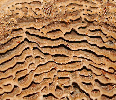 Coltricia montagnei A first for me!

The gills for this species are concentrically arranged and totally cool!

Habitat: Growing on the ground, at the base of tree roots in a mixed forest.
https://www.jungledragon.com/image/90450/coltricia_montagnei.html
https://www.jungledragon.com/image/90449/coltricia_montagnei.html Coltricia,Coltricia montagnei,Geotagged,Summer,United States,polypore