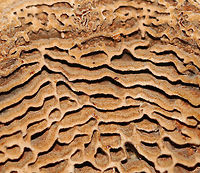 Coltricia montagnei A first for me!<br />
<br />
The gills for this species are concentrically arranged and totally cool!<br />
<br />
Habitat: Growing on the ground, at the base of tree roots in a mixed forest.<br />
https://www.jungledragon.com/image/90450/coltricia_montagnei.html<br />
https://www.jungledragon.com/image/90449/coltricia_montagnei.html Coltricia,Coltricia montagnei,Geotagged,Summer,United States,polypore