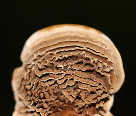 Coltricia montagnei A first for me!

The gills for this species are concentrically arranged and totally cool!

Habitat: Growing on the ground, at the base of tree roots in a mixed forest.
https://www.jungledragon.com/image/90448/coltricia_montagnei.html
https://www.jungledragon.com/image/90450/coltricia_montagnei.html Coltricia montagnei,Geotagged,Summer,United States