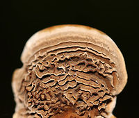 Coltricia montagnei A first for me!<br />
<br />
The gills for this species are concentrically arranged and totally cool!<br />
<br />
Habitat: Growing on the ground, at the base of tree roots in a mixed forest.<br />
https://www.jungledragon.com/image/90448/coltricia_montagnei.html<br />
https://www.jungledragon.com/image/90450/coltricia_montagnei.html Coltricia montagnei,Geotagged,Summer,United States