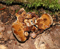 Coltricia montagnei A first for me!<br />
<br />
The gills for this species are concentrically arranged and totally cool!<br />
<br />
Habitat: Growing on the ground, at the base of tree roots in a mixed forest.<br />
https://www.jungledragon.com/image/90448/coltricia_montagnei.html<br />
https://www.jungledragon.com/image/90449/coltricia_montagnei.html Coltricia montagnei,Geotagged,Summer,United States
