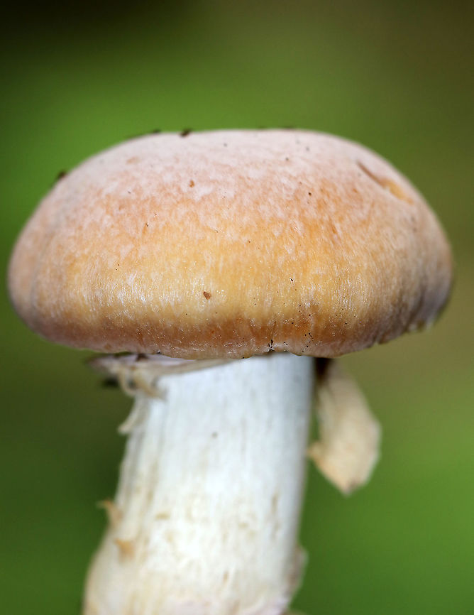 Gypsy Mushroom - Cortinarius caperatus Convex, tannish pink cap with lots of white fibers near the center. Pale tan gills that were wavy and attached to the stem. The stem was whitish, rough near the apex, and had a large ring.<br />
<br />
Habitat: Growing on the ground in a mixed forest.<br />
<figure class="photo"><a href="https://www.jungledragon.com/image/90453/gypsy_mushroom_-_cortinarius_caperatus.html" title="Gypsy Mushroom - Cortinarius caperatus"><img src="https://s3.amazonaws.com/media.jungledragon.com/images/3232/90453_thumb.jpg?AWSAccessKeyId=05GMT0V3GWVNE7GGM1R2&Expires=1769040010&Signature=5xIRX46OxzLZr%2FUYu5IeguTRg4g%3D" width="200" height="162" alt="Gypsy Mushroom - Cortinarius caperatus Convex, tannish pink cap with lots of white fibers near the center. Pale tan gills that were wavy and attached to the stem. The stem was whitish, rough near the apex, and had a large ring.<br />
<br />
Habitat: Growing on the ground in a mixed forest.<br />
https://www.jungledragon.com/image/90451/gypsy_mushroom_-_cortinarius_caperatus.html<br />
https://www.jungledragon.com/image/90452/gypsy_mushroom_-_cortinarius_caperatus.html Cortinarius caperatus,Geotagged,Summer,United States" /></a></figure><br />
<figure class="photo"><a href="https://www.jungledragon.com/image/90452/gypsy_mushroom_-_cortinarius_caperatus.html" title="Gypsy Mushroom - Cortinarius caperatus"><img src="https://s3.amazonaws.com/media.jungledragon.com/images/3232/90452_thumb.jpg?AWSAccessKeyId=05GMT0V3GWVNE7GGM1R2&Expires=1769040010&Signature=4Oew%2FGmyIumRoa9l3Sk0M846TN4%3D" width="200" height="142" alt="Gypsy Mushroom - Cortinarius caperatus Convex, tannish pink cap with lots of white fibers near the center. Pale tan gills that were wavy and attached to the stem. The stem was whitish, rough near the apex, and had a large ring.<br />
<br />
Habitat: Growing on the ground in a mixed forest.<br />
https://www.jungledragon.com/image/90451/gypsy_mushroom_-_cortinarius_caperatus.html<br />
https://www.jungledragon.com/image/90453/gypsy_mushroom_-_cortinarius_caperatus.html Cortinarius caperatus,Geotagged,Summer,United States" /></a></figure> Cortinarius caperatus,Geotagged,Summer,United States,cortinarius,mushroom