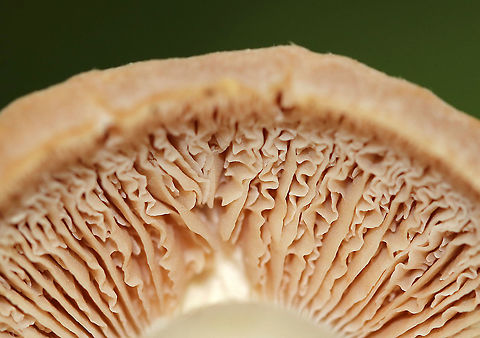 Gypsy Mushroom - Cortinarius caperatus Convex, tannish pink cap with lots of white fibers near the center. Pale tan gills that were wavy and attached to the stem. The stem was whitish, rough near the apex, and had a large ring.

Habitat: Growing on the ground in a mixed forest.
https://www.jungledragon.com/image/90451/gypsy_mushroom_-_cortinarius_caperatus.html
https://www.jungledragon.com/image/90453/gypsy_mushroom_-_cortinarius_caperatus.html Cortinarius caperatus,Geotagged,Summer,United States
